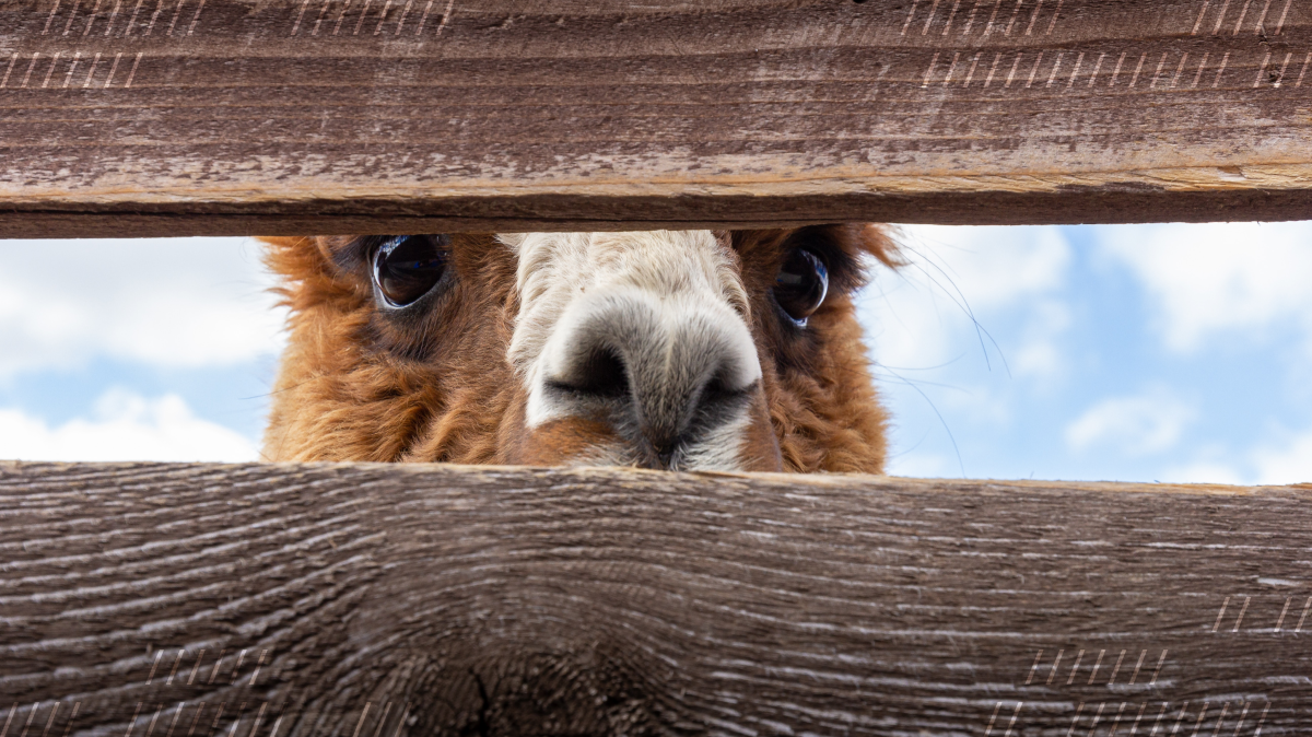 Either a llama or an alpaca sneaking a look through two fence posts